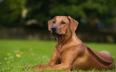 Rhodesian Ridgeback Puppies: 7 Things You Need to Know about