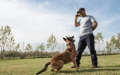 Trained Protection Dog: Best Trusted Companion