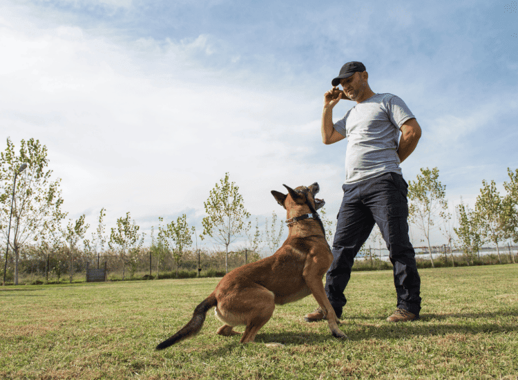 Trained Protection Dog: Best Trusted Companion