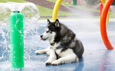Waterpark for Dogs – Benefits, Tips and FAQs