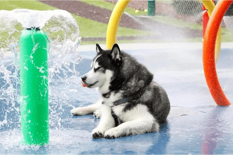 Waterpark for Dogs – Benefits, Tips and FAQs