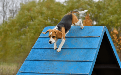 Boarding Training for Dogs: Unleashing Learning and Fun
