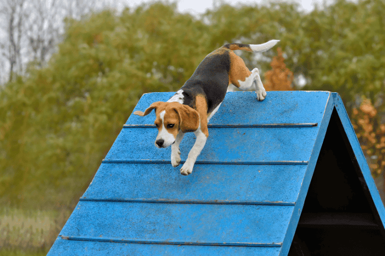 Boarding Training for Dogs: Unleashing Learning and Fun