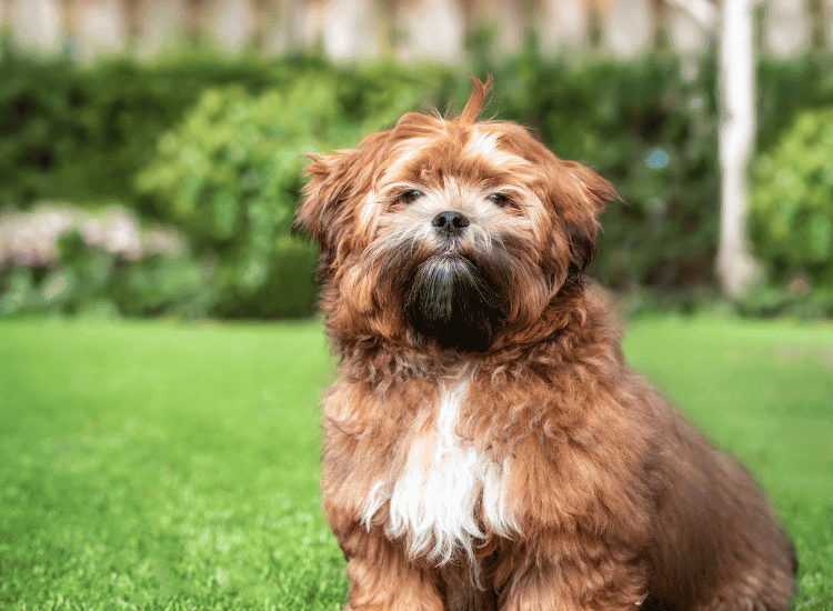 Breeders of Teddy Bear Dogs: How to Choose the Right One?