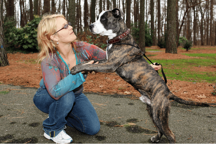 Pit Bull Trainers: Unleashing the Best in Your Furry Friend