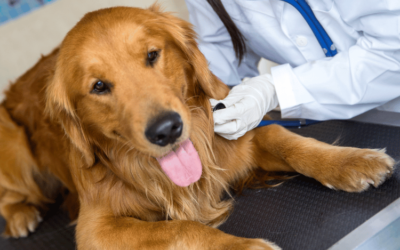 Normal Respiratory Rate for a Dog: A Comprehensive Guide