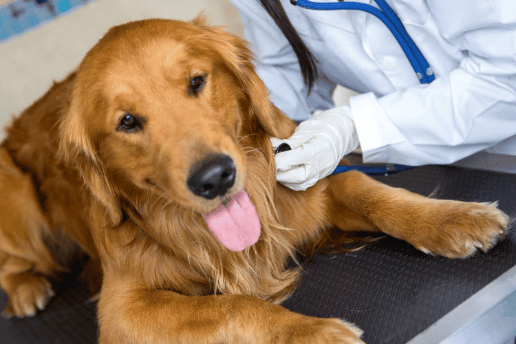 Normal Respiratory Rate for a Dog A Comprehensive Guide