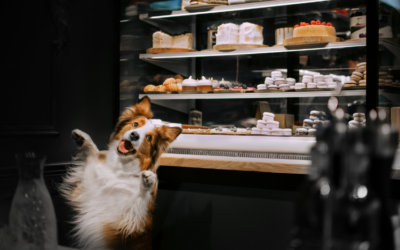 Delicious and Nutritious Treats: Top Doggy Bakery Creations