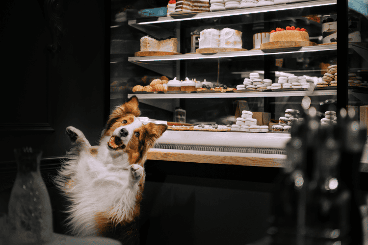 Delicious and Nutritious Treats: Top Doggy Bakery Creations