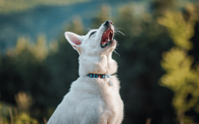 Reverse Sneeze in Dogs: Causes, Symptoms, and Remedies
