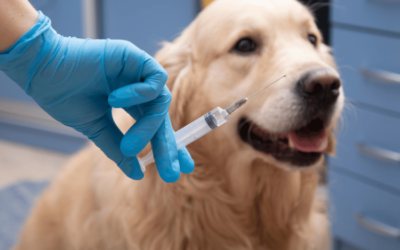 Rattlesnake Vaccine for Dogs: What Every Pet Owner Should Know