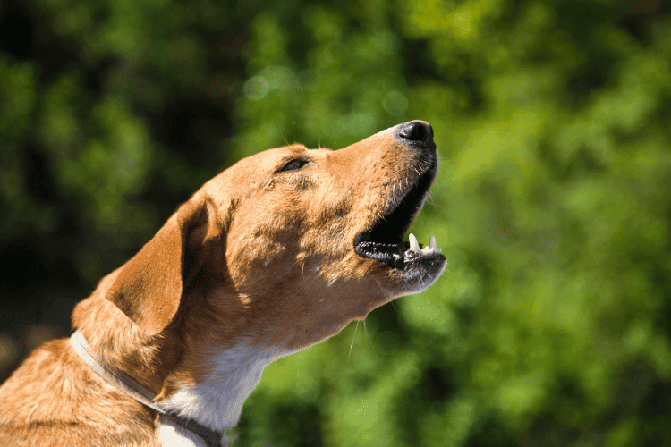 Symptoms of Backward Snorting Episodes in Dogs