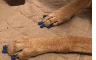 Top 10 Benefits of Using a Toe Grip for Dogs