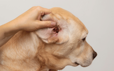 Water in Dogs Ear: A Guide to Handling Water in Canine Ears