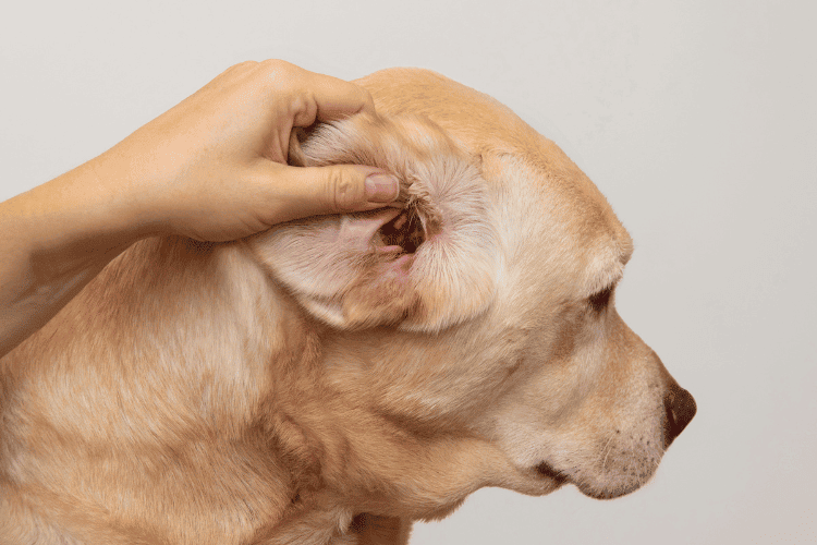 water-in-dogs-ear-a-guide-to-handling-water-in-canine-ears