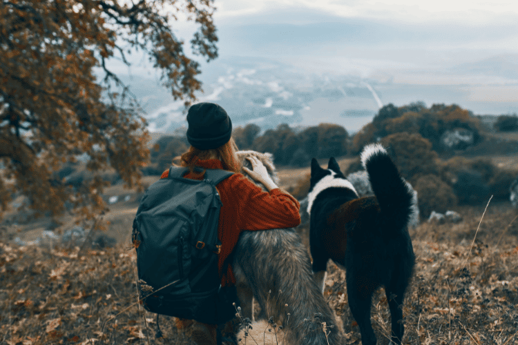 Dog Walking Bags for Pet Owners