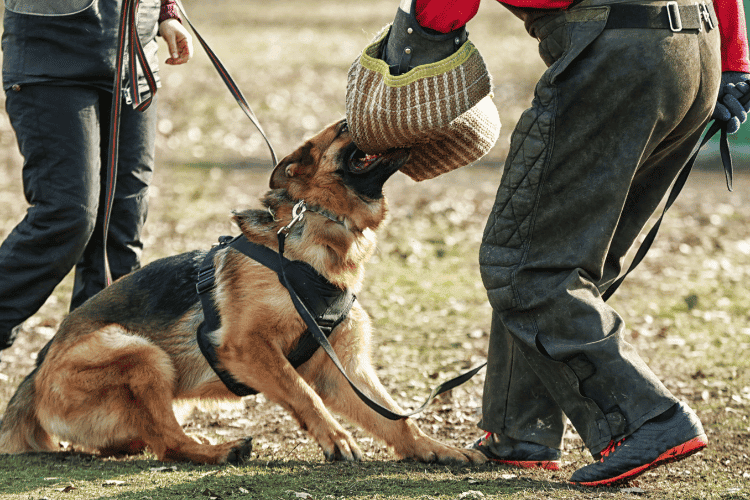 E Collar Training Dog: A Guide to Effective Canine Obedience
